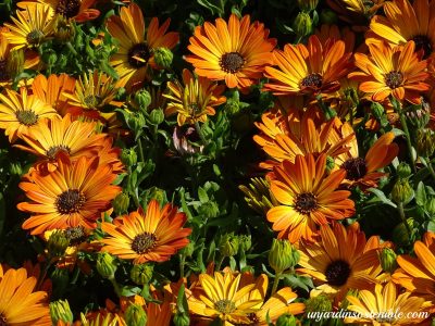 Ideal para principiantes: la planta que necesita muy pocos cuidados, tiene flores hermosas y soporta el pleno sol
