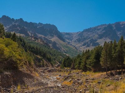 Bosque Comunal de Huinganco: un destino donde los árboles y la historia te guían