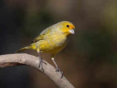 Curiosidades sobre el Jilguero: el pájaro que mejor canta y es un experto en camuflaje
