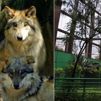 Dos lobos mexicanos murieron en el Zoológico de Chapultepec