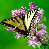 3 plantas para armar en macetas si querés tu jardín o balcón lleno de mariposas cuando llegue la primavera
