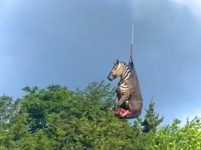 La increíble historia de Ed, la cebra "voladora" que se volvió viral