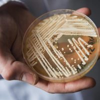 Brasil habría detectado su primera infección por un hongo “superresistente" y potencialmente letal