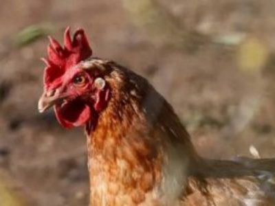 Muere niña contagiada con influenza aviar AH5N1 en Coahuila