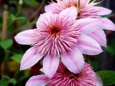 La planta trepadora de increíbles flores que ama el sol y que embellece cualquier rincón de tu jardín