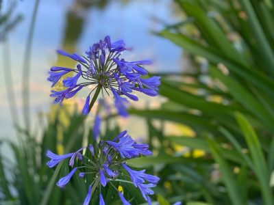 Época de propagar tu agapantus: la técnica perfecta y que no falla para llenar tu jardín de hermosas flores