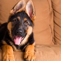 Curiosidades sobre el ovejero alemán, el perro más inteligente y leal