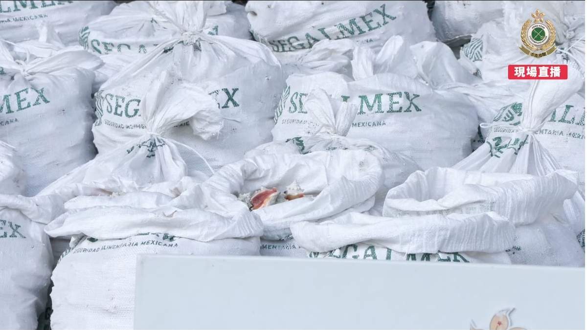 La droga en el interior de conchas de caracol y en costales de Segalmex