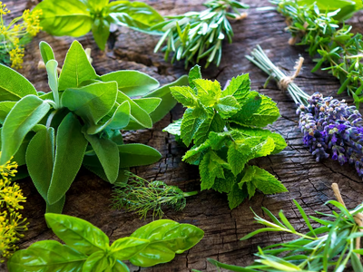Plantas: los tips claves para sembrar hierbas aromáticas en tu jardín y que crezcan sanas y rozagantes
