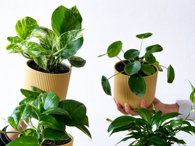 Si querés una planta de interior para un espacio de poca luz, estas opciones te van a encantar