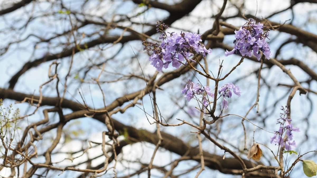 Jacarandas