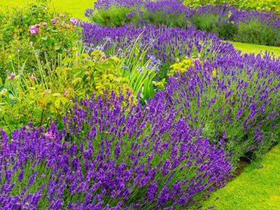 No cometas más estos errores: por qué se seca la lavanda y cómo evitarlo