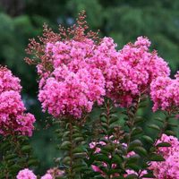 Lo queremos: el arbolito que se llena de flores en otoño y que añade un toque de color al jardín