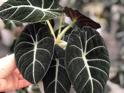 La exótica planta negra y aterciopelada que todos quieren para decorar su living