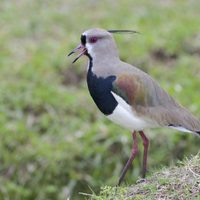 Curiosidades del tero, el pájaro más astuto y observador