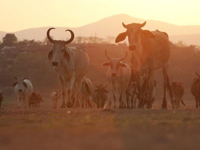 Exportaciones ganaderas frenadas por gusano barrenador dejan pérdidas por 700 mdd: Comecarne