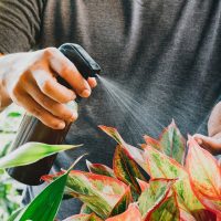 Con 3 ingredientes: el truco definitivo para revivir cualquier planta y que dé muchas flores
