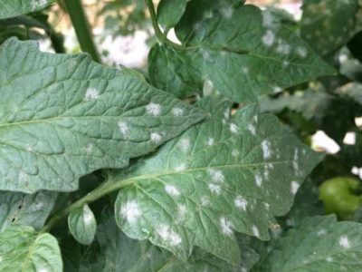 Rápido y fácil: eliminá las manchas blancas de tus plantas, usando 1 ingrediente que seguro tenés en casa