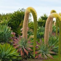 Suculentas: siete consejos para que la Agave attenuata crezca bella y sana en nuestro hogar