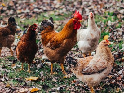 El Senasa detectó nuevos casos de gripe aviar en aves y crece la preocupación