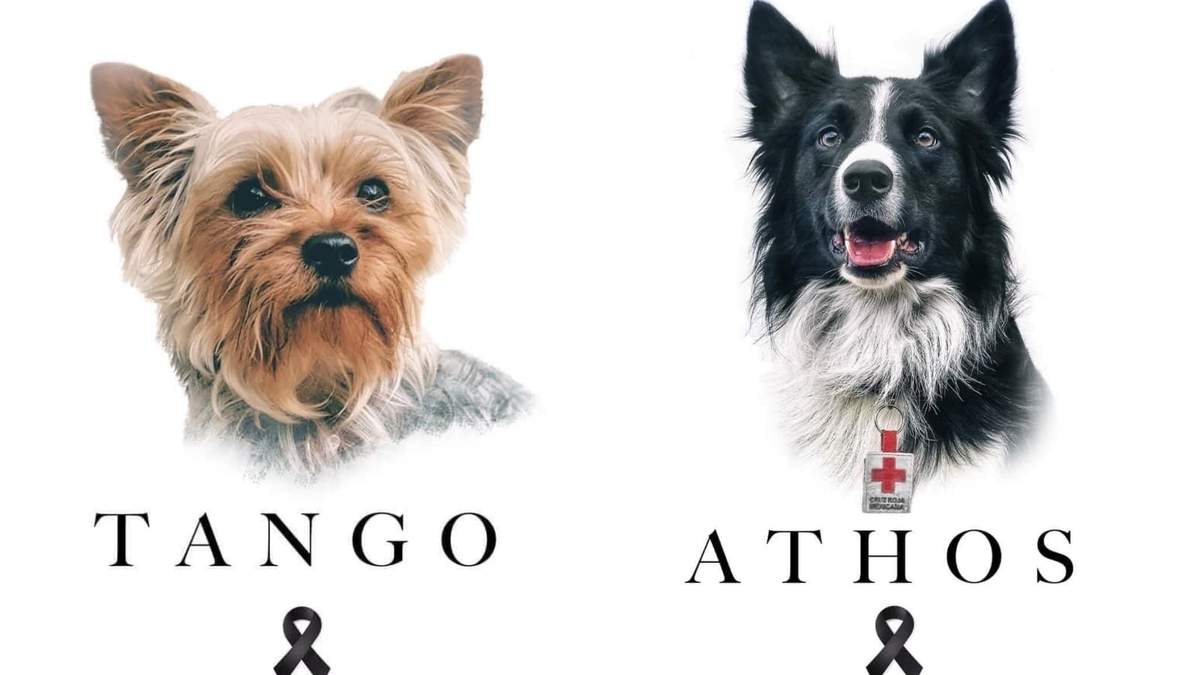 Tango era un perro de asistencia, mientras que Athos participó en la búsqueda de personas tras el sismo de 2017