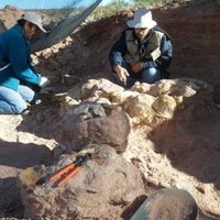 Investigadores del CONICET hallaron una nueva especie de dinosaurio en Neuquén