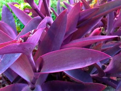 Llená tu jardín de color con esta planta exótica que no pasa desapercibida