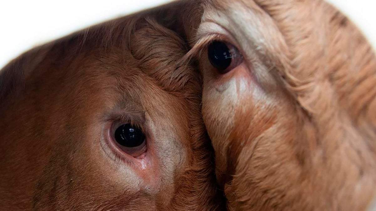 Sin Cadenas reclama por los derechos animales en Neuquén y todo el país. Fuente (Voicot).