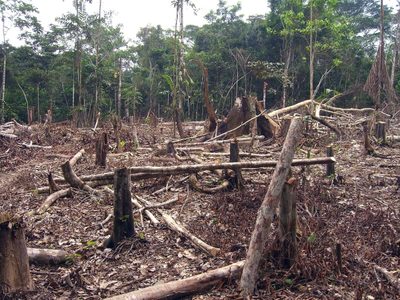 El 30 % del territorio de Colombia será área protegida: el anuncio de Iván Duque en la COP26