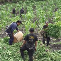 El Narcotráfico es el quinto generador de empleos en México, revela estudio publicado en “Science”