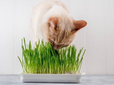 Evitá que tus gatos mordisqueen tus plantas con esta solución efectiva y radical