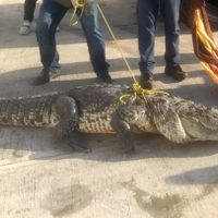 Profepa captura a un cocodrilo en Ciudad Madero, Tamaulipas