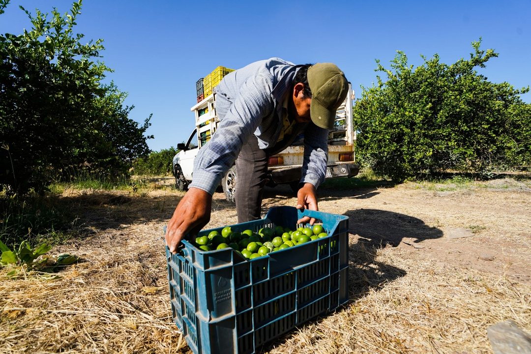 Limoneros Michoacán extorsión Foto Juan José Estrada  Cuartoscuro