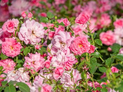 La especie de rosa poco conocida que es ideal para llenar canteros y dar un impacto de color