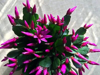 La forma más efectiva para reproducir una de las plantas favoritas de los jardineros