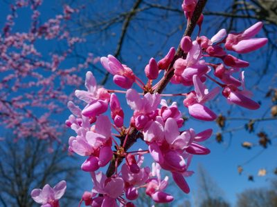 El árbol que casi no tenés que cuidar y regala sus flores más hermosas en invierno