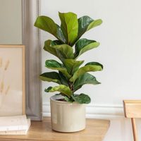 La planta gigante que está de moda y que todos quieren: cómo cuidarla para que crezca sin parar