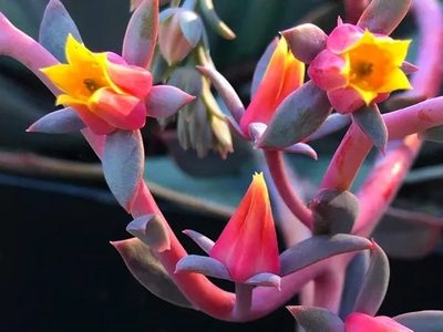 Suculentas: dos trucos infalibles y caseros para que florezcan esta primavera