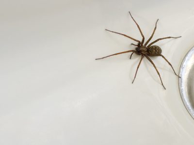 Con pocos ingredientes, la mezcla infalible para alejar a las arañas de tu casa sin hacerles daño