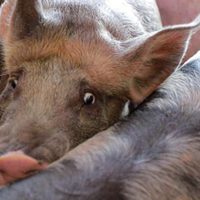 Documentan en video la crueldad con que matan a cerdos en un rastro de Hidalgo