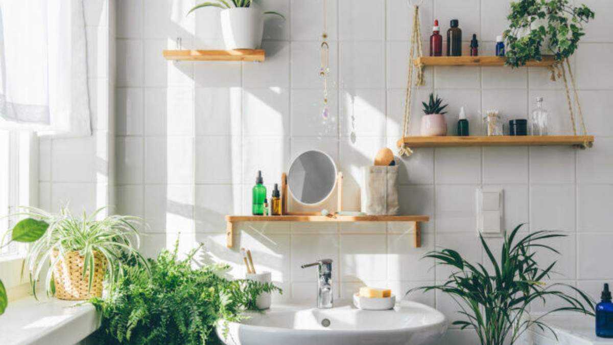 Plantas. Fuente: (Instagram).