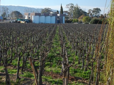 Lo que se viene: la experiencia del vino con realidad virtual y 3D