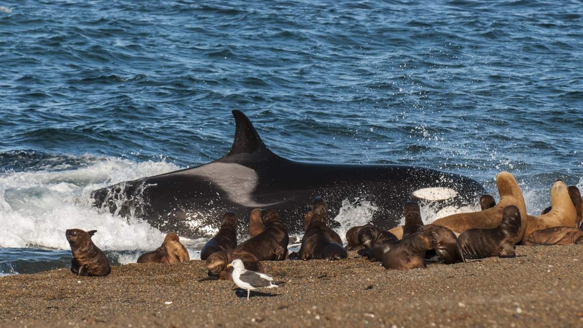 Chubut. Fuente: (Argentina Wild Expeditions)
