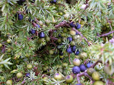 El enebro patagónico, lo mejor para aromatizar el Gin