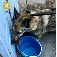 Lobo rescatado en la alcaldía GAM es un "perro lobo hembra checoslovaco"; la darán en adopción