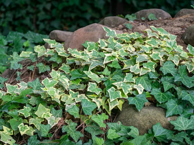 3 enredaderas que florecen todo el año y llenan tu jardín de color: cómo podés cuidarlas y mantenerlas
