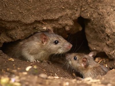 Denuncian un brote de hantavirus en Salta y crece la preocupación nacional