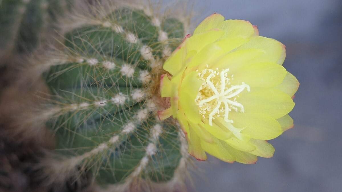 Notocactus Magnificus. Fuente:(X).