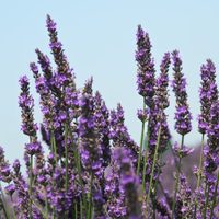 Sin gastar un peso: el secreto para que tu planta de Lavanda crezca hermosa y sin parar todos los años
