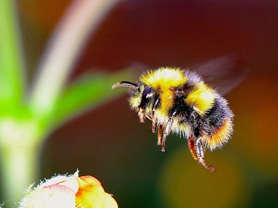 Las abejas pequeñas resistirían el cambio climático, pero los abejorros no: cuál es el problema